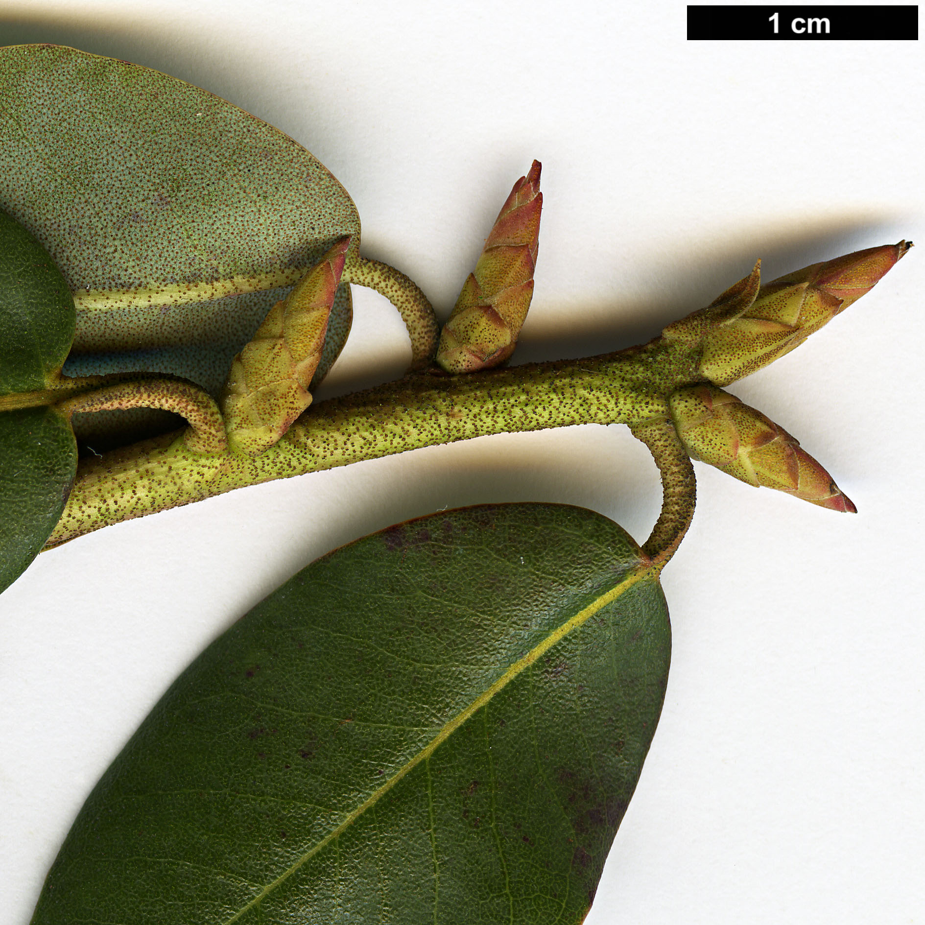 High resolution image: Family: Ericaceae - Genus: Rhododendron - Taxon: triflorum High resolution image: Family: Ericaceae - Genus: Rhododendron - Taxon: triflorum